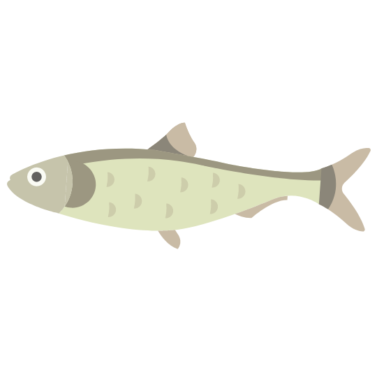 SMASH Fish