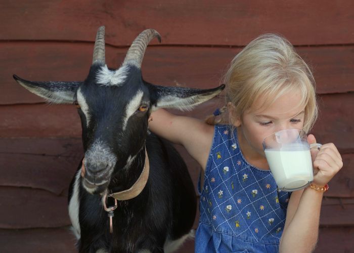 girl drinking A2 milk with goat at farm