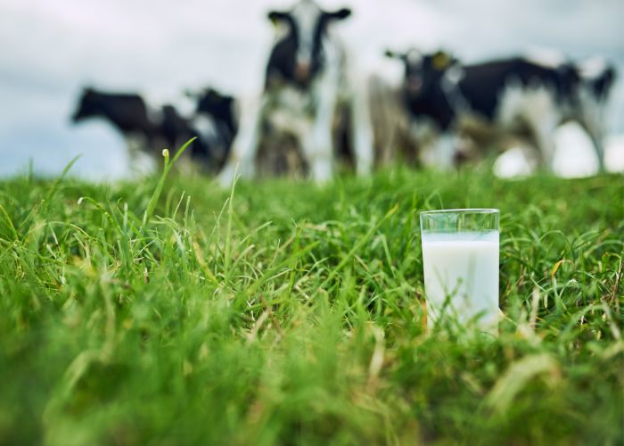 glass of milk in grass pasture with cows hello raw milk